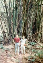 Guam scenes on hike to Tarzan falls