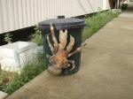 coconut crab 
