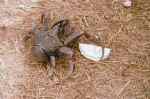 coconut crab 