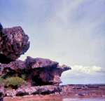 Guam scenes on hike to Tarzan falls