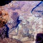 Guam scenes on hike to Tarzan falls