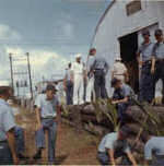 Planting coconut trees in front of VW-1 Avionics Shop
